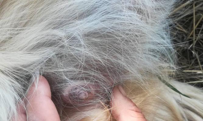 狗被蜱虫咬了，它需要我们的帮助（蜱虫咬伤狗狗的原因及预防措施）