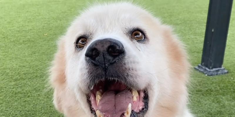 大白熊犬（了解大白熊犬的特点和饲养要点）
