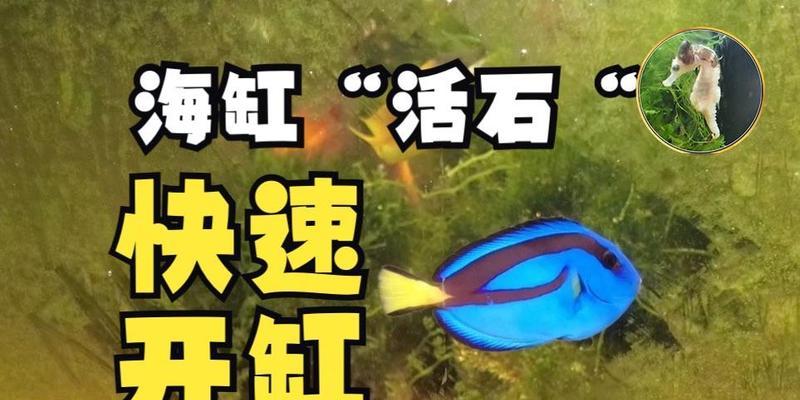 活石的奇妙世界（探秘海缸中的活石之美）
