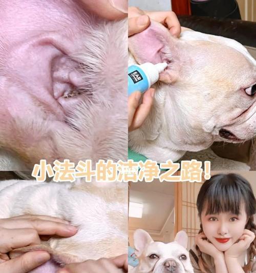 以三个月法斗，打造完美的宠物伙伴（三个月法斗培养攻略，快速有效的训练方法）