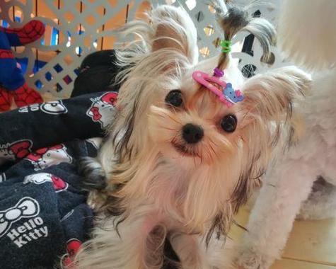 贵宾犬为什么容易怕冷？（探究贵宾犬怕冷的原因及应对方法）