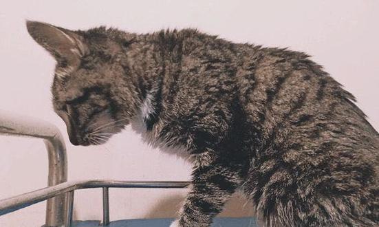 猫不肯吃东西的原因及解决方法（了解猫咪食欲不振的原因，帮助你的猫咪恢复正常饮食）