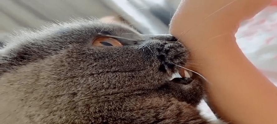 揭秘猫被摸时为什么会张开嘴（猫咪的神秘反应与身体语言解读）