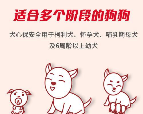 柯利犬用药指南（了解柯利犬的药物治疗需求与注意事项）