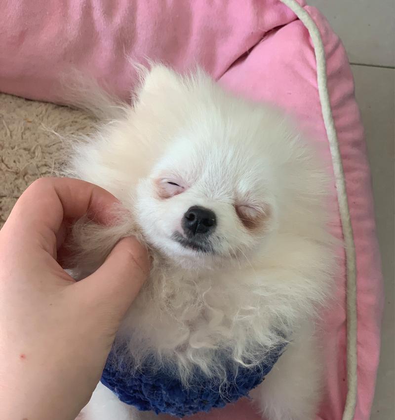 狗狗换毛的季节与护理技巧（春季狗狗换毛，如何正确护理？）