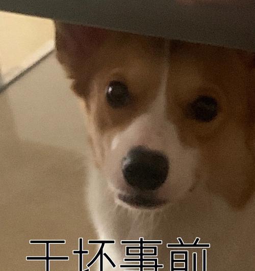 《以心心是什么狗？——探索这种神秘狗的来源和特点》（解密以心心，从传说中来到现实中的宠物狗）