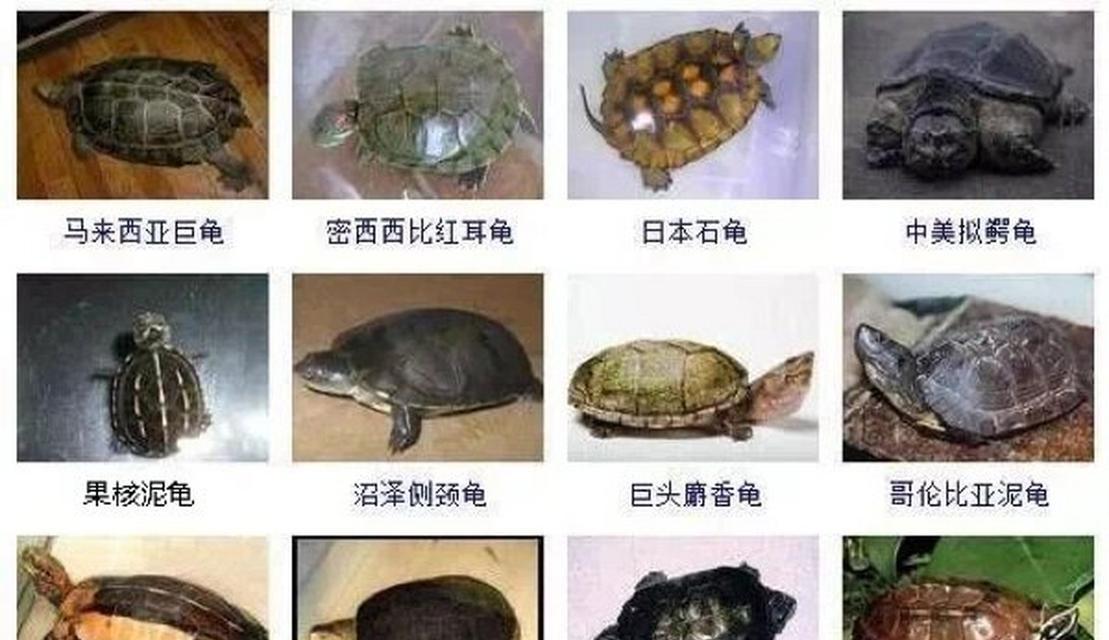 乌龟世界的奇妙之旅（探索不同种类的乌龟及其生活习性）