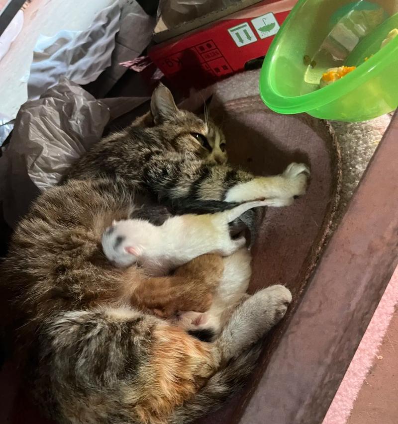 如何给刚出生的猫喂食（科学合理的刚出生猫喂养方法）