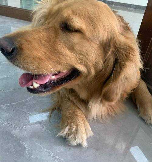 幼犬洗澡指南（了解幼犬洗澡的最佳时间和方法）