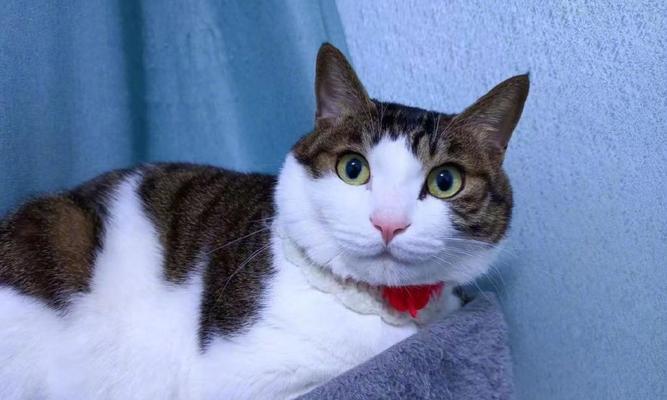 小猫的喜爱运动之谜（揭秘小猫的运动偏好与兴趣）