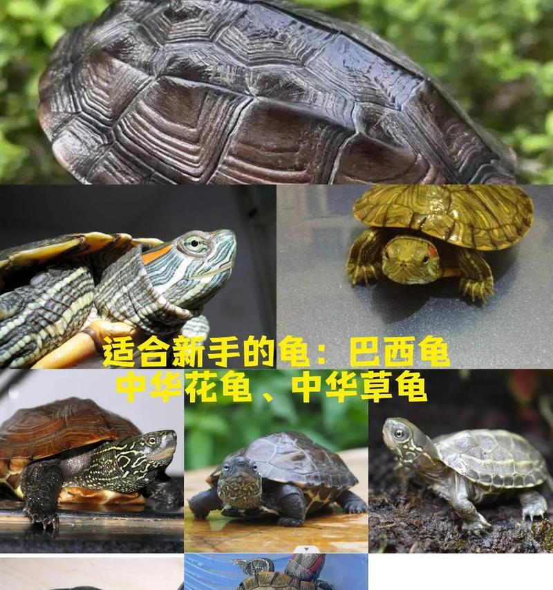 以巴西龟几个月的时候吃什么？（合理饮食是巴西龟健康成长的关键）