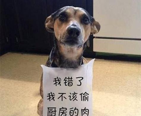 揭秘“以可狗了什么意思”的谜底（探索网络时代新词汇的定义与用法）