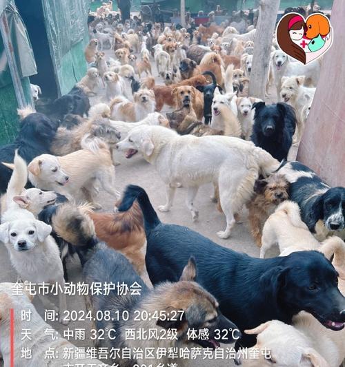 选择养狗的品种以降低成本为主要考虑因素（低成本狗种选择的经济实用指南）