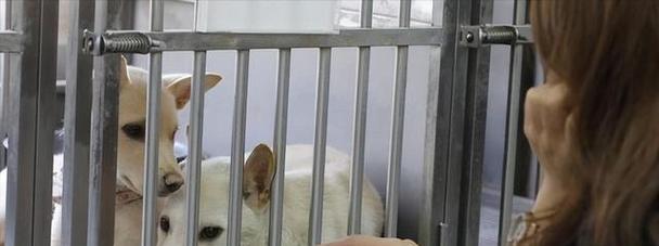 探讨以狗狗安乐死的含义及伦理问题（狗狗安乐死的定义与应用场景、对主人与狗狗的影响及道德考量）