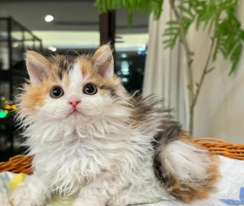 探秘世界上最小的猫品种（揭开迷雾，发现最小猫咪的奇妙之旅）