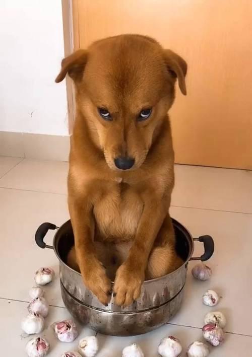 宠物狗狗的饮食要点（营养均衡、安全可靠，了解你的狗狗所需！）