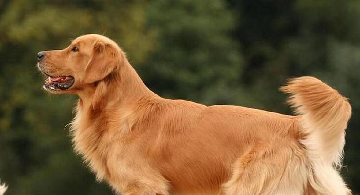 聪明又能看家，完美的保护伙伴——柯基犬（拥有机智灵敏的柯基犬，守护您的家庭安全）