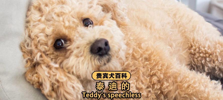 探寻泰迪的多重含义（深入解读泰迪独特象征性，揭示内涵）