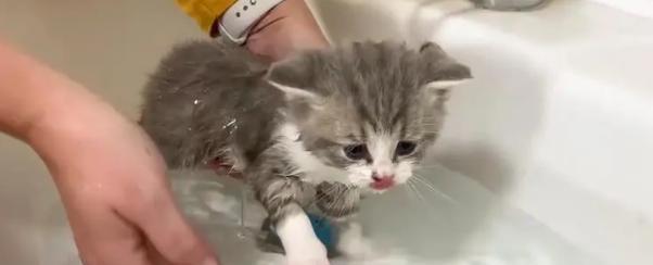 如何给猫洗澡（猫咪护理的关键步骤与技巧）