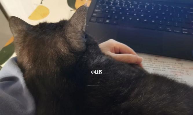 神秘黑肉垫的猫——揭秘黑猫肉垫的由来和特点（探索黑猫肉垫的独特之处，了解黑猫肉垫与猫的关系）