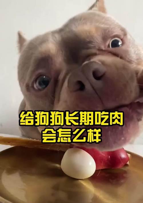 以用什么药狗能吃肉？（选择适合狗狗的药物与肉类食品）