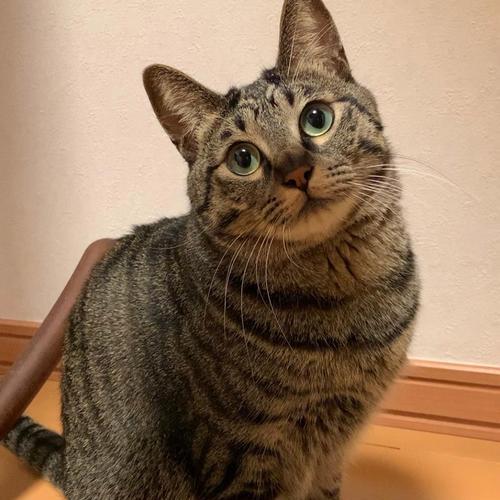 如何利用特定味道让猫远离（探讨特定味道对猫的驱逐效果及实施方法）