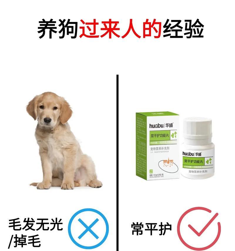 狗狗的营养需求与最佳饮食选择（揭秘狗狗饮食中的重要营养元素及最佳来源）