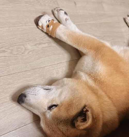 狗在寒冷天气中的表现及保护（寒冷天气下，狗的反应和保暖方法）