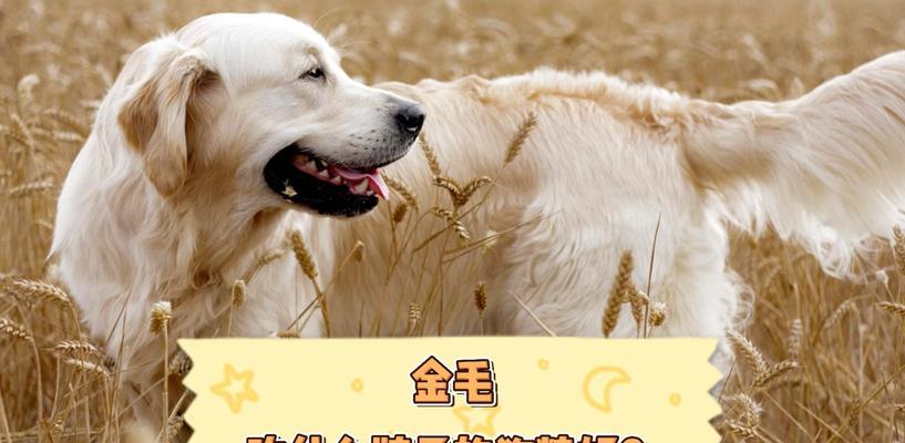金毛犬三个月后的饮食规划（培养金毛健康成长的营养需求与建议）