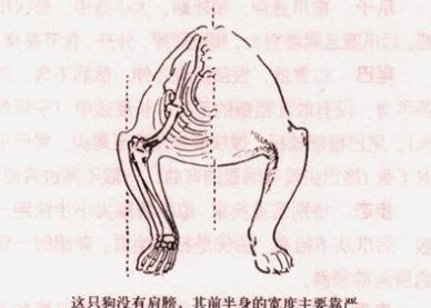 揭秘斗牛为什么竖起耳朵（探索斗牛耳朵的奥秘，解开神秘的迷题）