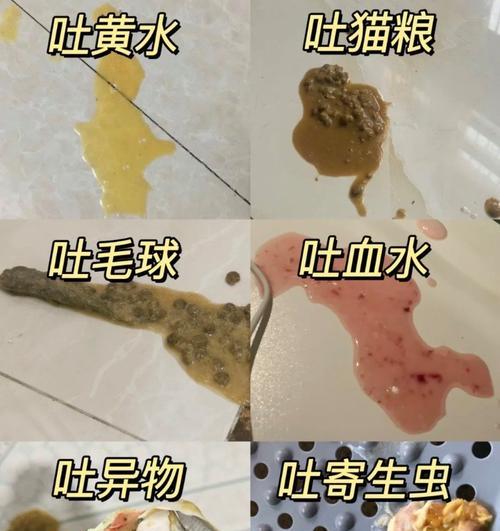 猫咪呕吐（了解猫咪呕吐的原因和应对之策）