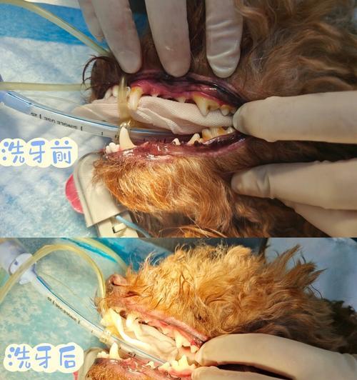 泰迪犬为什么只有一颗尖牙？（解密泰迪犬特殊的下牙构造与功能）