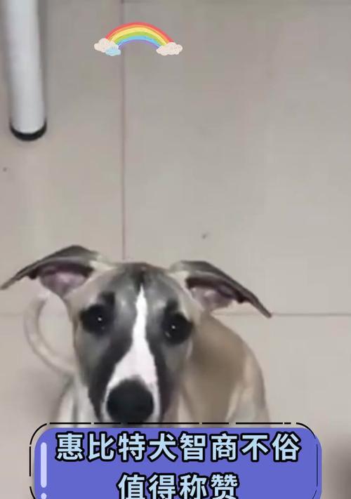 为什么比特犬不长？（探究比特犬品种特点与生理原因）