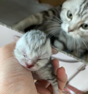 猫咪即将分娩的迹象（猫咪分娩前的表现及相关注意事项）