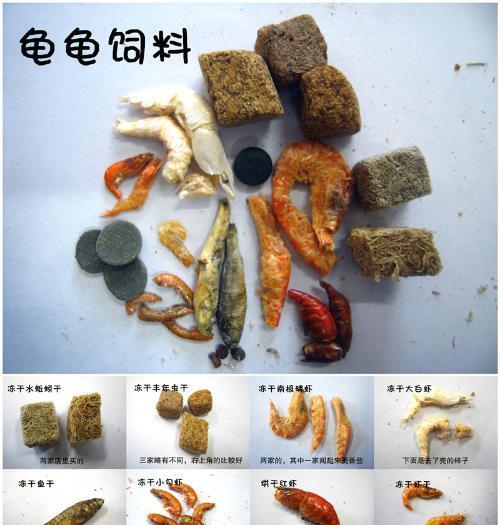 中华金线草龟的饮食习性与食物选择（探究中华金线草龟的主要饮食来源及其关键营养需求）