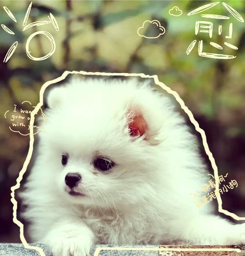 幼犬博美可以吃哪些水果？（博美的饮食需求和合适水果选择）
