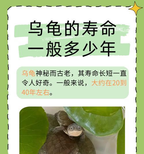 养乌龟的好处及养护知识（拥有一只宠物乌龟的乐趣与益处）