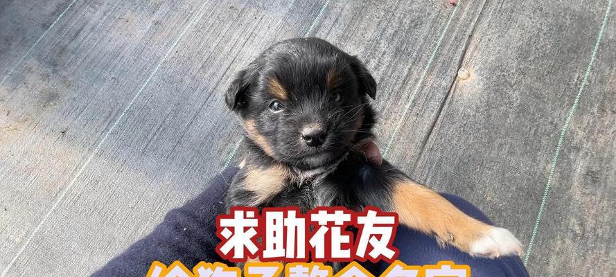 狗狗乐园——无尽欢乐的社交天堂（一起来探索这个以狗的群为主题的秘密天地吧！）