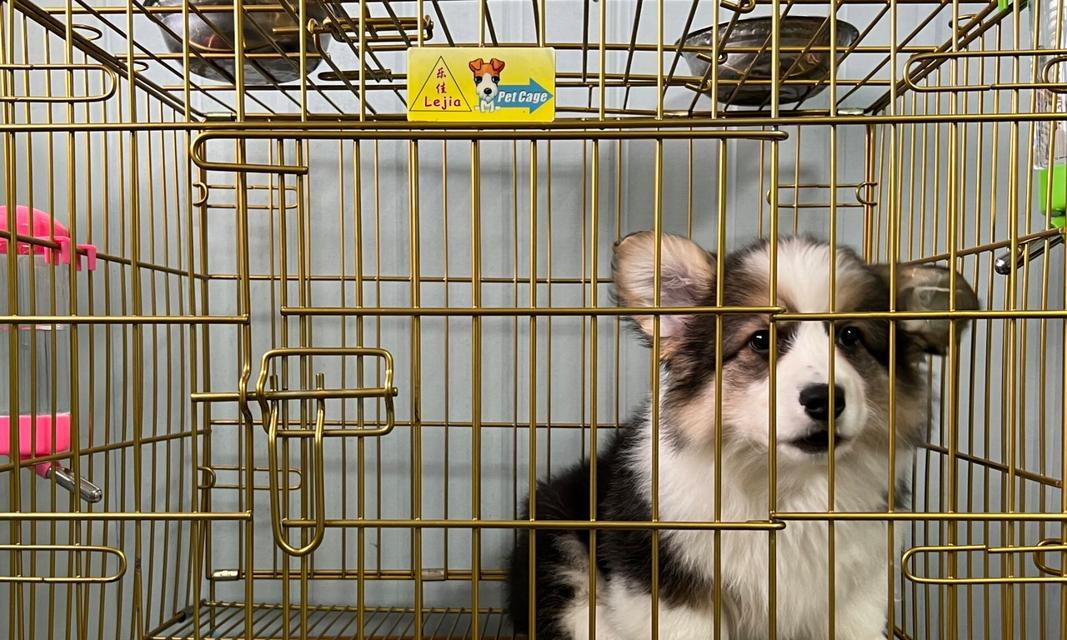 以脚细毛长的宠物狗（探索赛特犬细毛长的特点及适应环境）