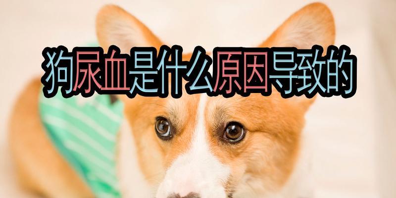 狗怀孕期间不能吃的食物（了解狗狗怀孕期间应避免摄入的食物及其影响）