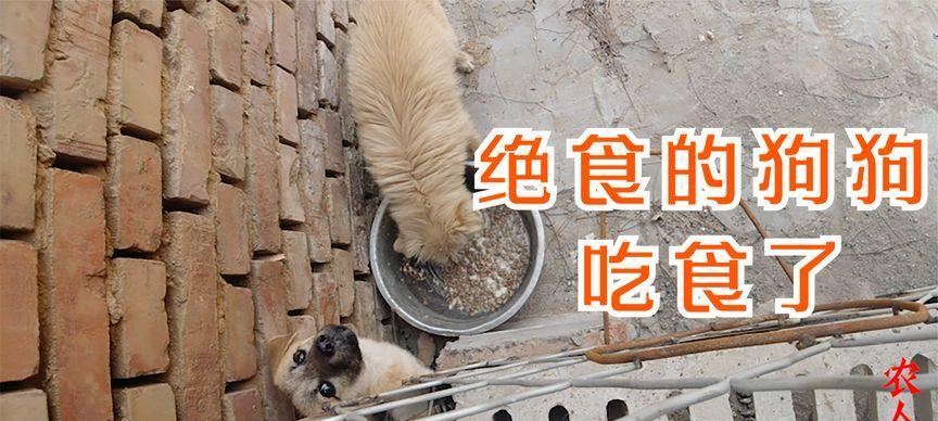 狗狗为何绝食？（探索狗狗绝食的原因及解决方法）