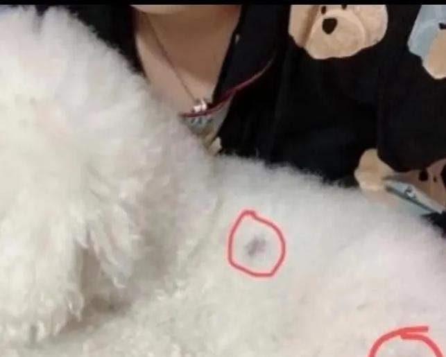 揭秘狗狗脂肪瘤（了解你的爱宠）