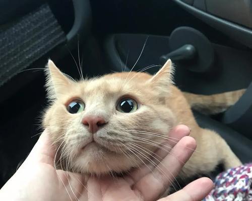 猫咪滚来滚去的原因解析（探究猫咪滚来滚去的行为及其意义）