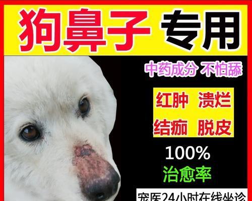 让狗狗的鼻子变黑的秘诀（狗狗鼻子变黑的关键是什么？）