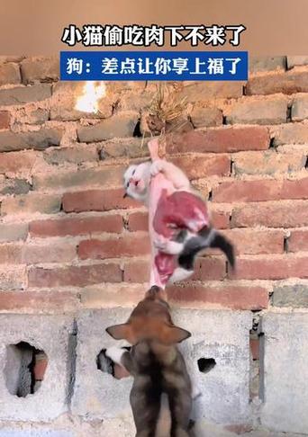 猫为什么吃肉？（探究猫类肉食性的原因及其重要性）
