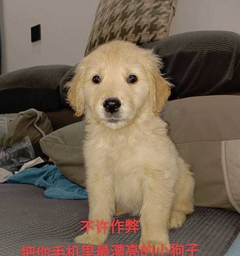 网红养狗大揭秘！（探秘网红喜欢养的狗种类及原因）