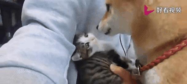 探秘小猫喜欢坐在主人脚上的原因（解读小猫习惯于主人脚下的心理和行为）
