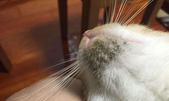 揭秘猫下巴的神秘黑点（黑点背后的秘密及其影响）