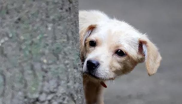 科斯基犬（发现科斯基犬的独特之处及其成为理想宠物的原因）