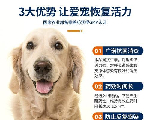 狗狗咳嗽怎么办？15种有效药物推荐（了解狗狗咳嗽病因，选择适合的药物治疗）